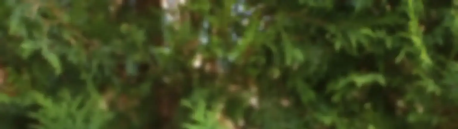 Esther Mensah - Registered Social Worker in London Ontario - heal well, feel alive.